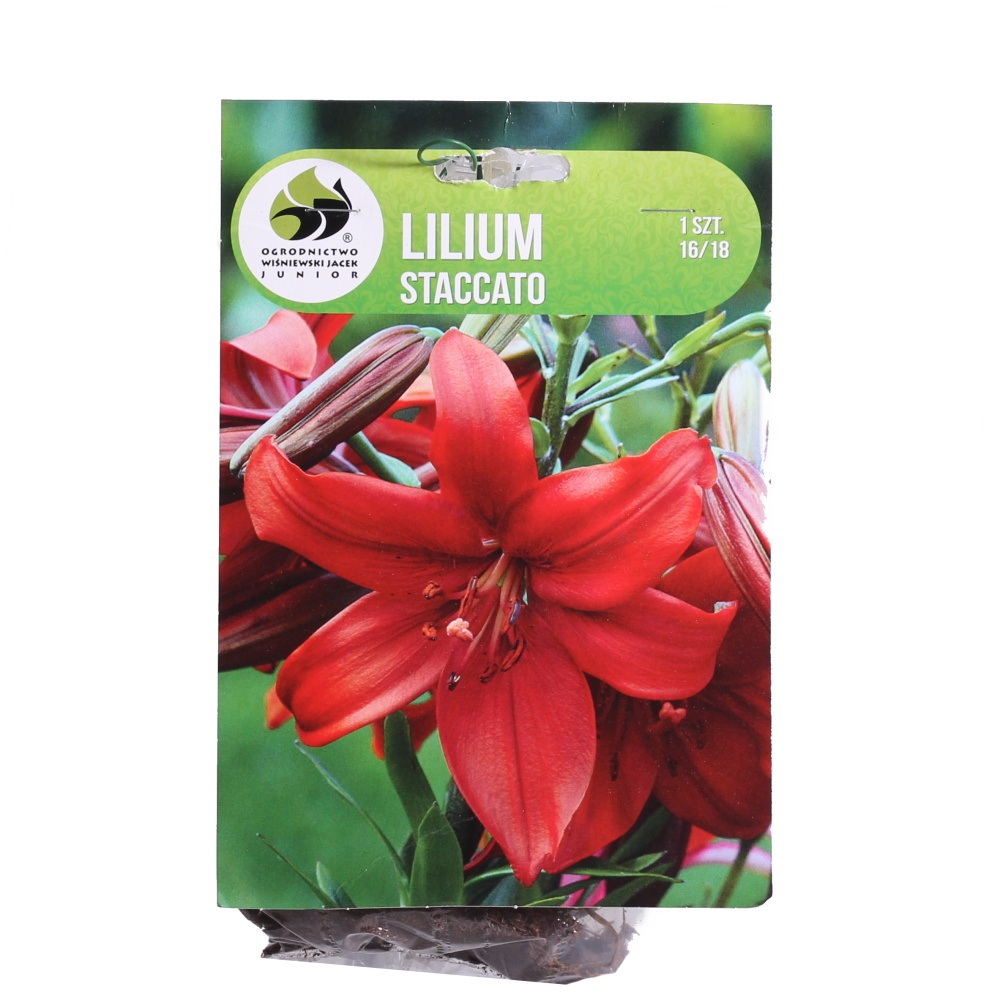 Lilie - Lilie Staccato 1ks