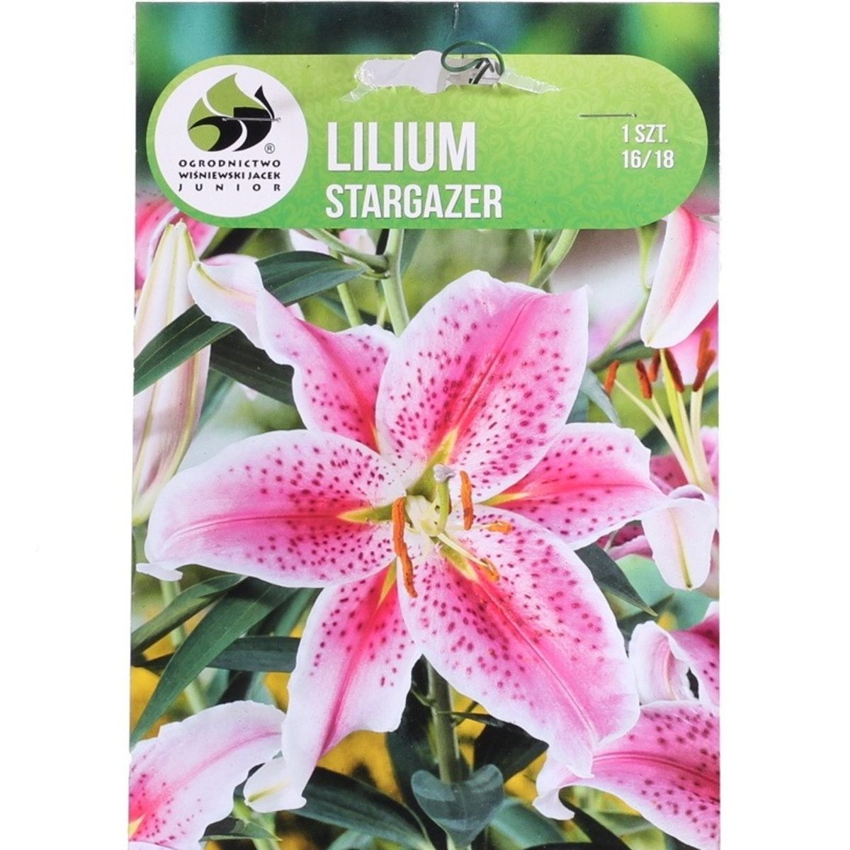 Lilie - Lilie Stargazer 1ks