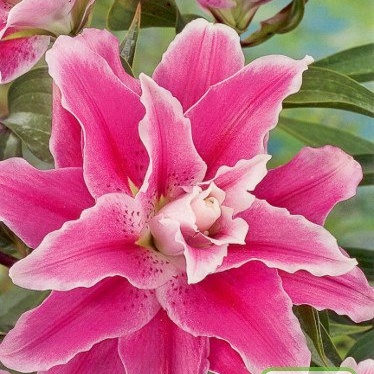 Lilie - Lilie 'Sweet Rosy' 1ks