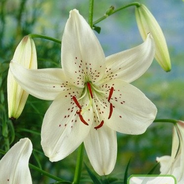 Lilie - Lilie 'Tiger White' 1ks
