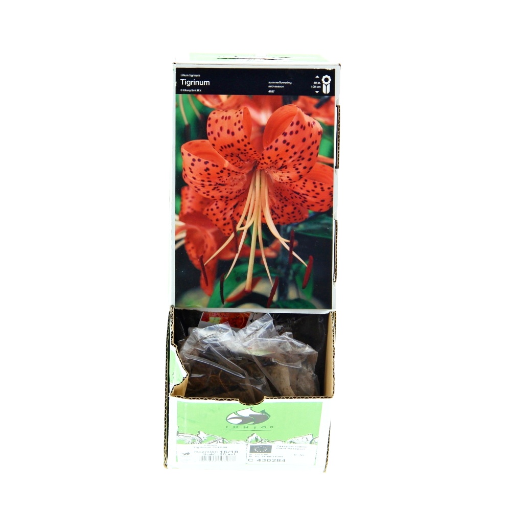 Lilie - Lilie tygrovaná 'Orange' 1ks
