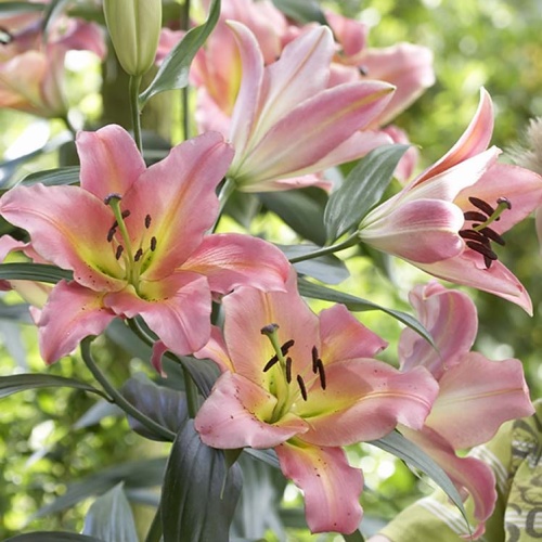 Lilie - Liliel 'On Stage' 1ks