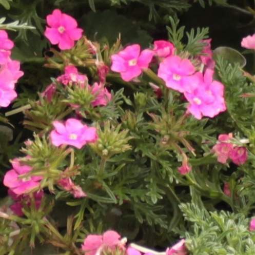 Limetkový koktejl Lechuza Stone-0