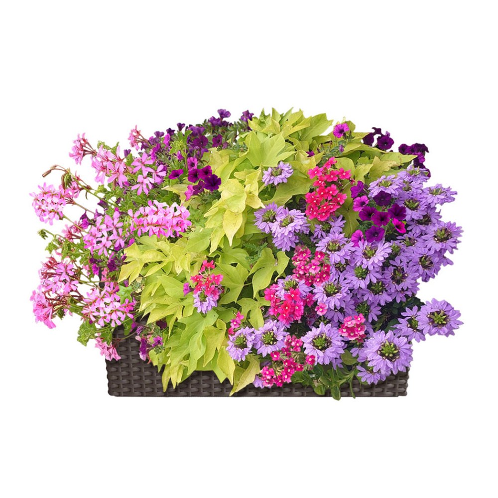 Květinové truhlíky - Limetkový koktejl Lechuza