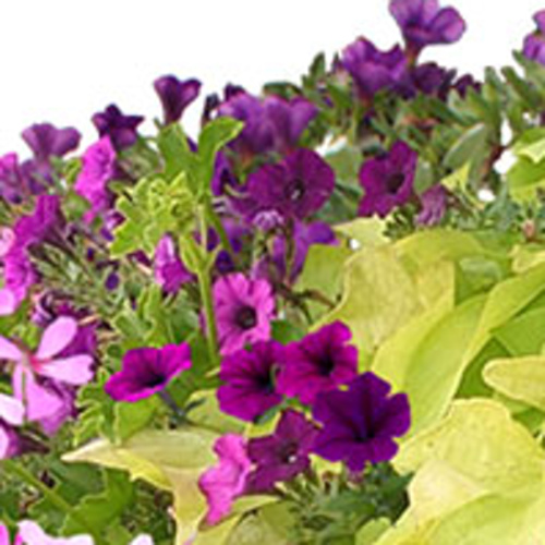 Limetkový koktejl Lechuza-1