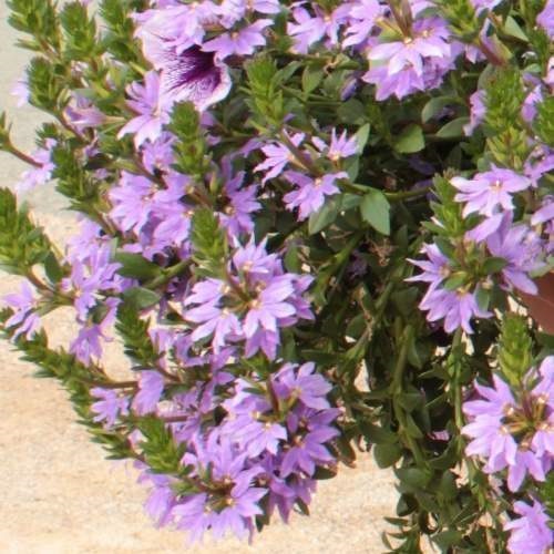 Limetkový koktejl Lechuza-4