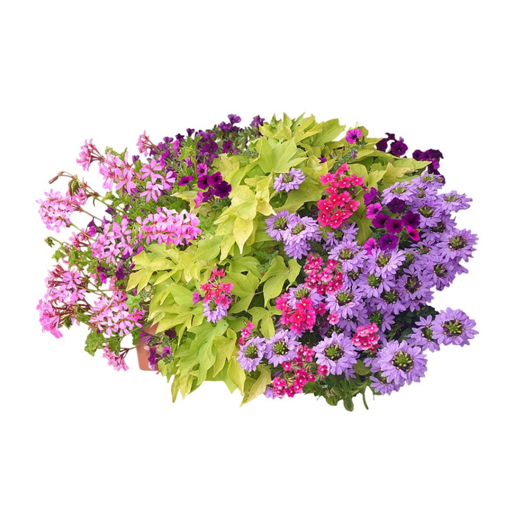 Květinové truhlíky - Limetkový koktejl