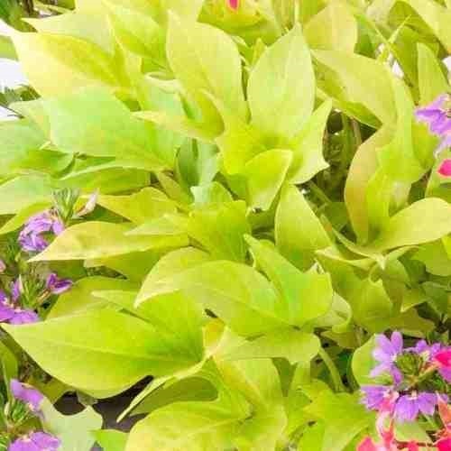 Limetkový koktejl-3