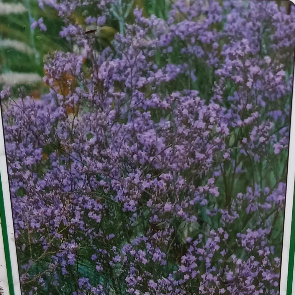 Na slunce - Limonka širokolistá Violetta květináč 9cm