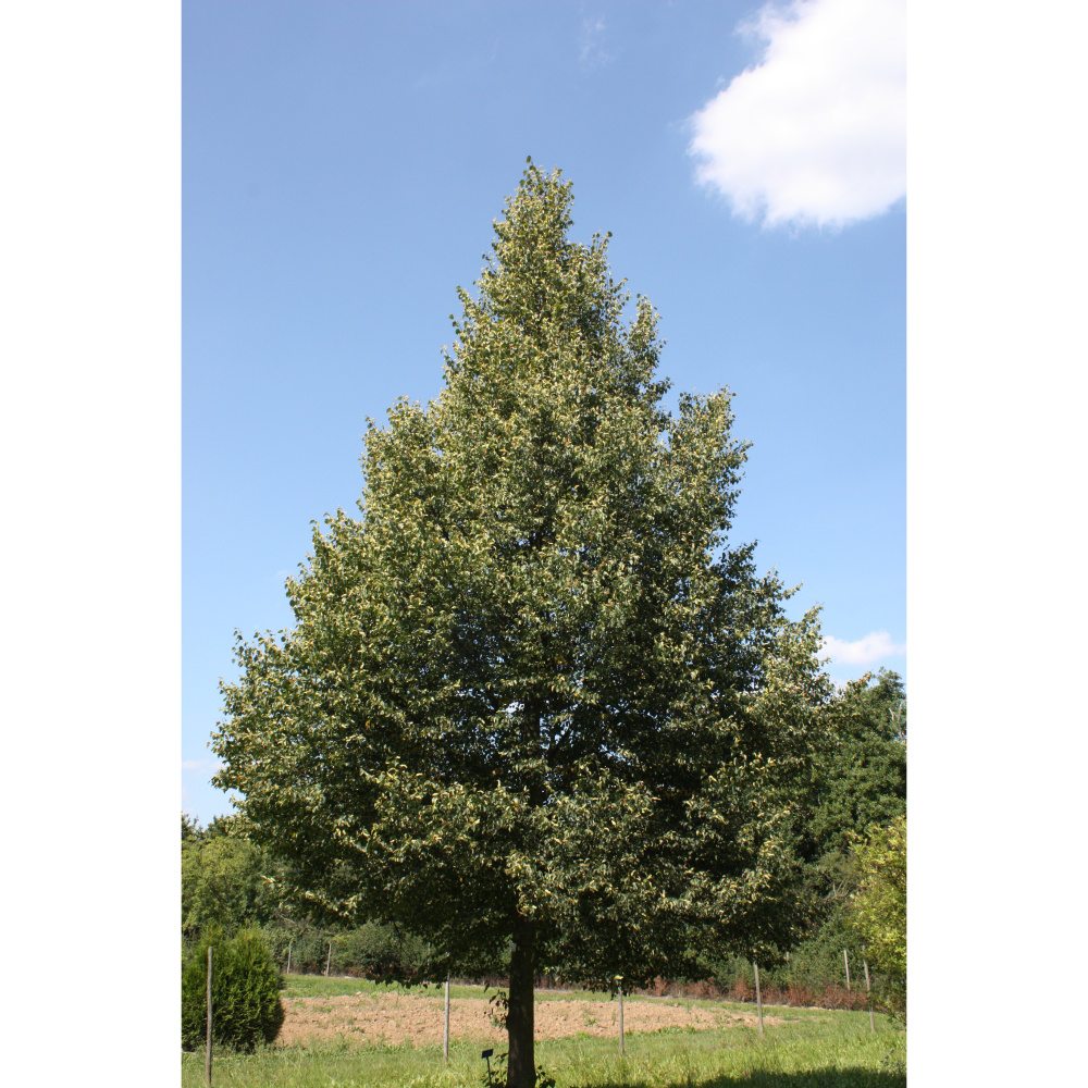 Soliterní stromy - Lípa srdčitá Erecta výška kmene 240cm, zemní bal