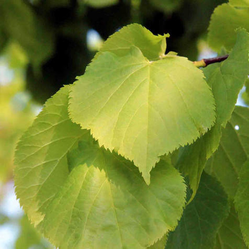 Listnaté stromky a stromy - Lípa srdčitá Greenspire obvod 10/12, 30 litrů