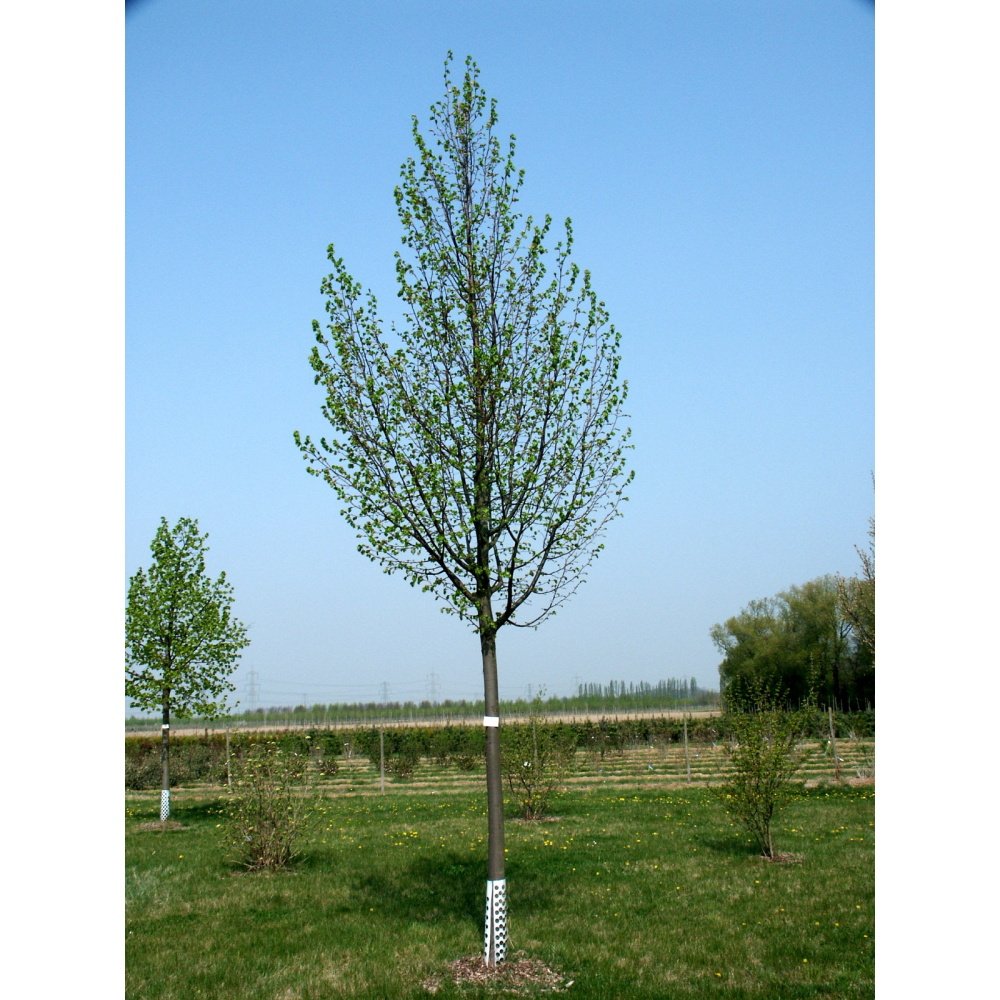 Soliterní stromy - Lípa srdčitá Greenspire výška kmene 225cm, zemní bal