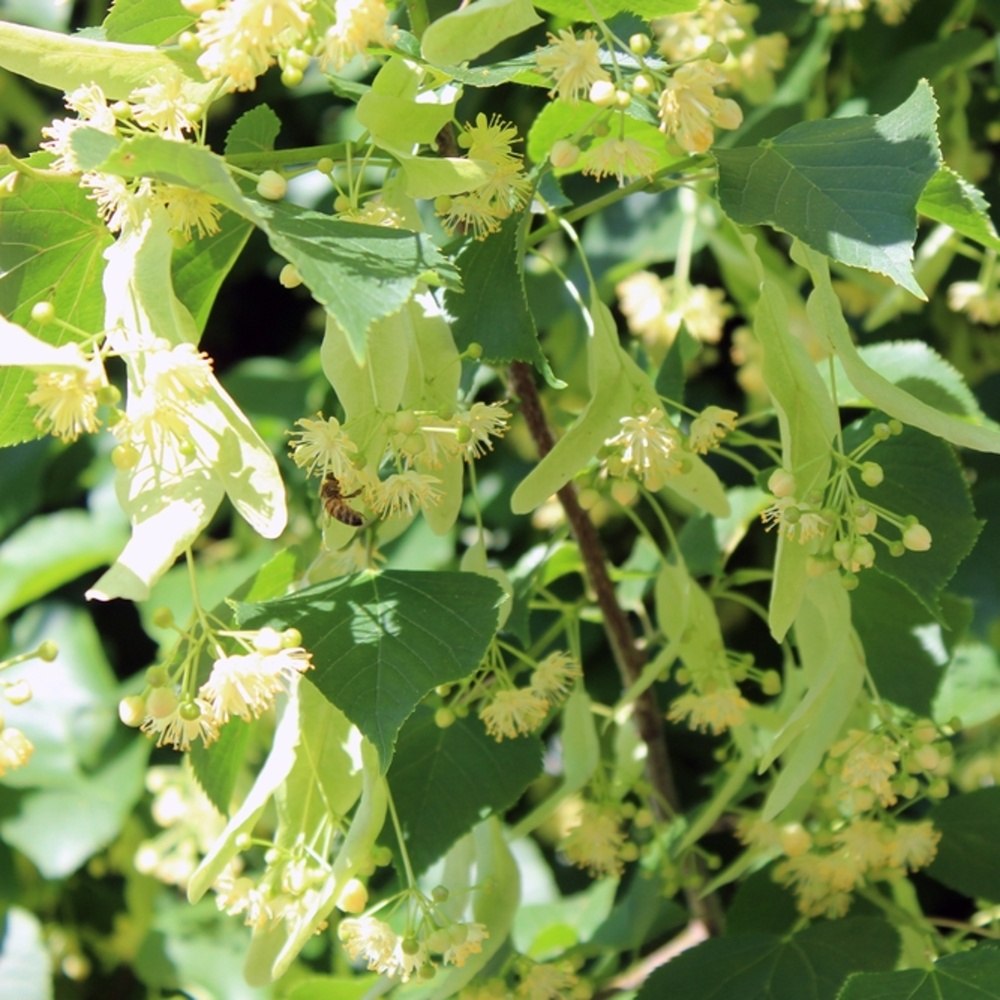 Lípa srdčitá Greenspire výška kmene 225cm, zemní bal-0