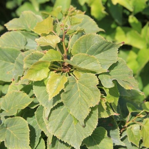 Listnaté stromky a stromy - Lípa srdčitá 'Komsta' kmínek 40cm, 5 litrů