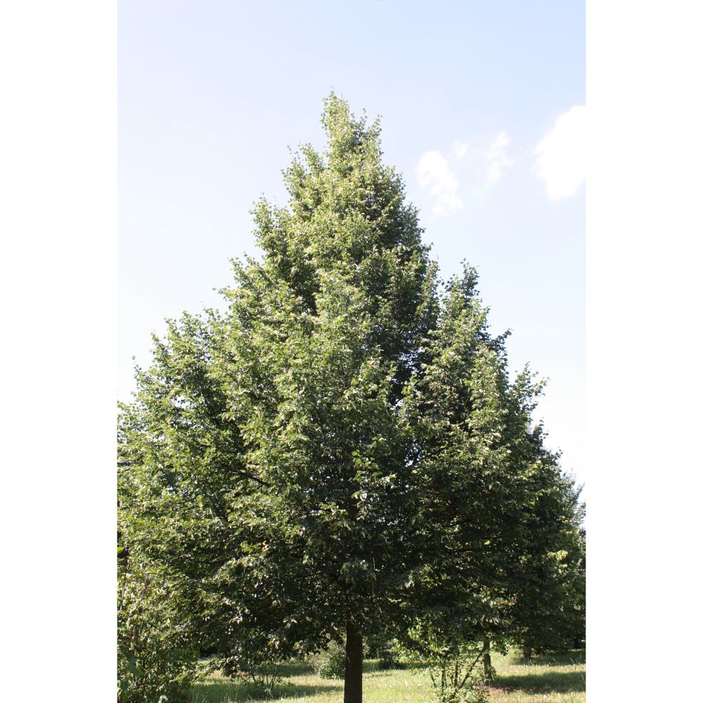 Soliterní stromy - Lípa srdčitá Rancho výška kmene 225cm, zemní bal