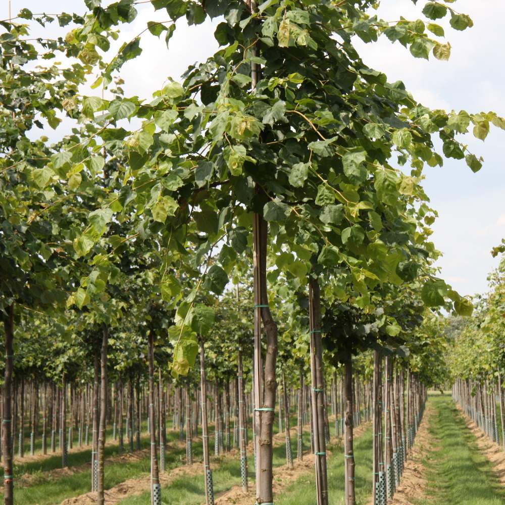 Soliterní stromy - Lípa srdčitá výška kmene 225cm, zemní bal