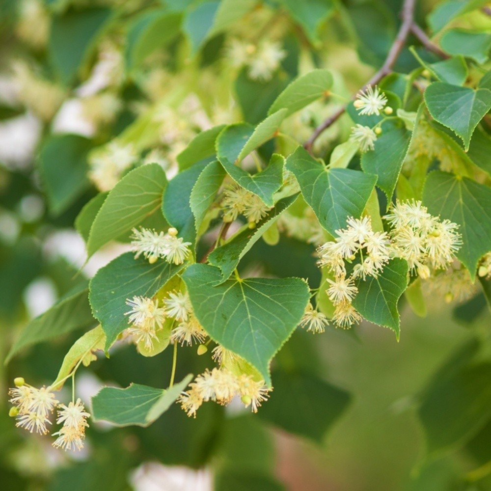 Lípa srdčitá výška kmene 225cm, zemní bal-0