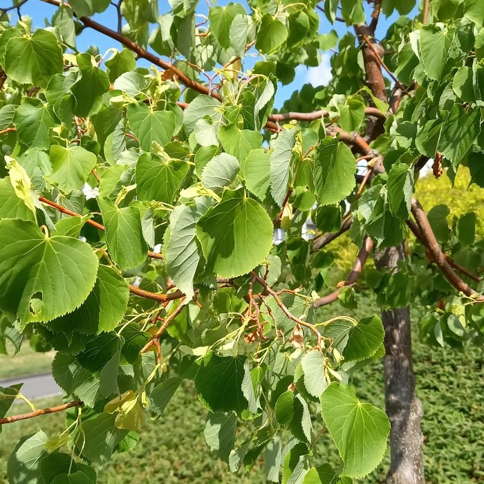 Listnaté stromky a stromy - Lípa srdčitá 'Winter Orange' květináč 30 litrů, výška 175/200cm, čtvrtkmen, strom