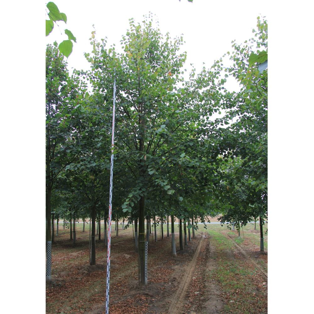 Soliterní stromy - Lípa velkolistá Rubra výška kmene 225cm, zemní bal