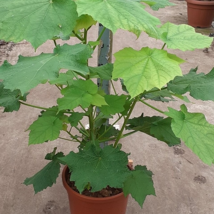 Kvetoucí pokojové rostliny - Lípěnka africká květináč 15cm