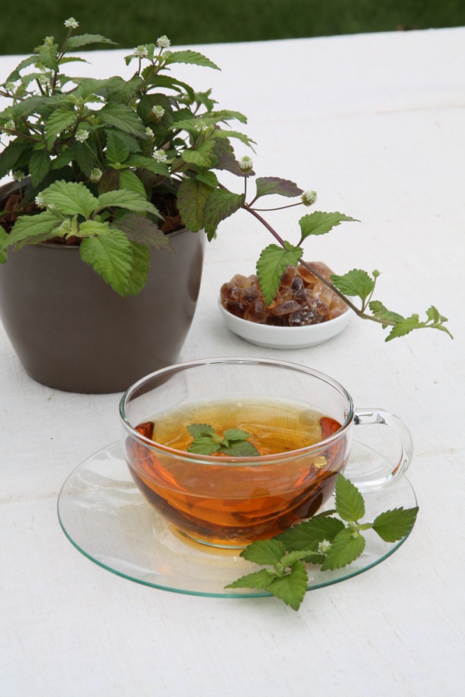 Lipie sladká (aztécký cukr) BIO květináč 12cm-0