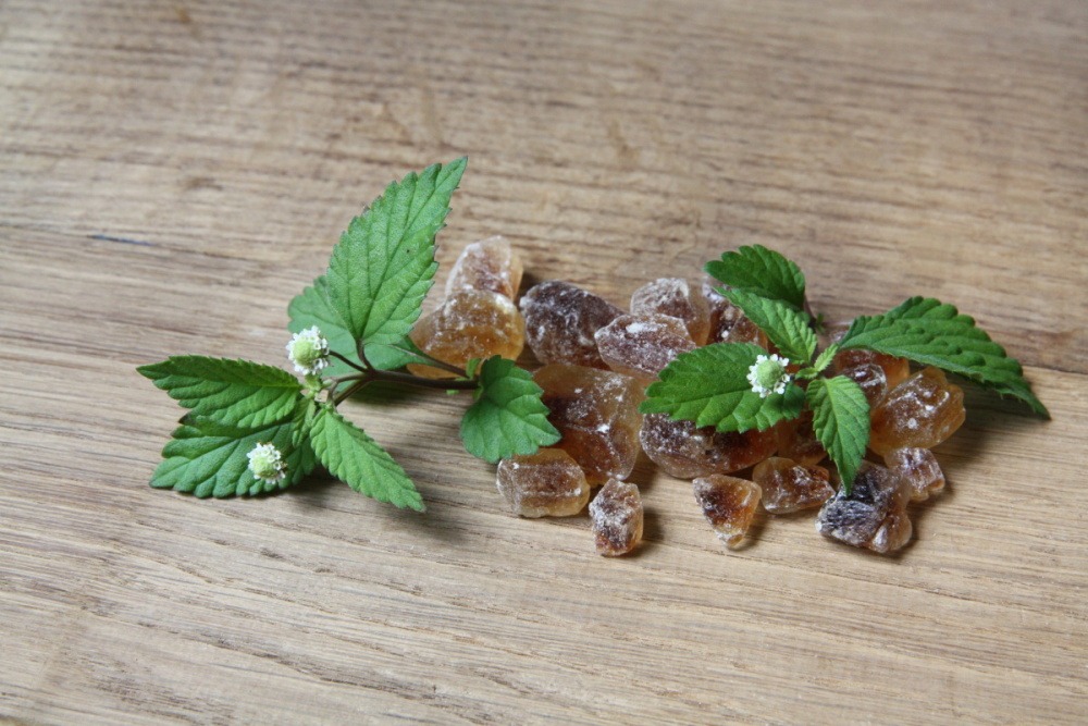 Lipie sladká (aztécký cukr) BIO květináč 12cm-1