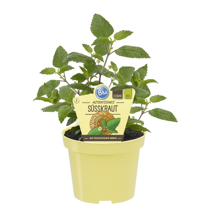 Bylinky - Lipie sladká (aztécký cukr) BIO květináč 12cm