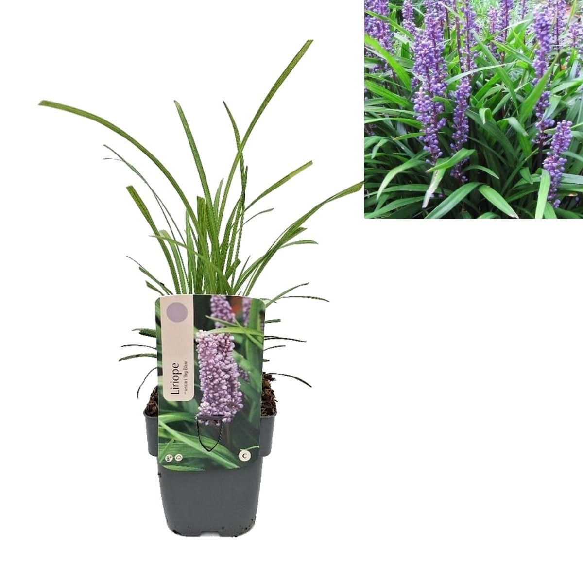 Traviny - Liriope Big Blue květináč 2 litry