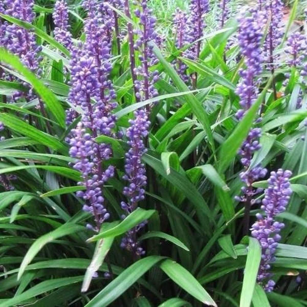 Liriope Big Blue květináč 2 litry-0