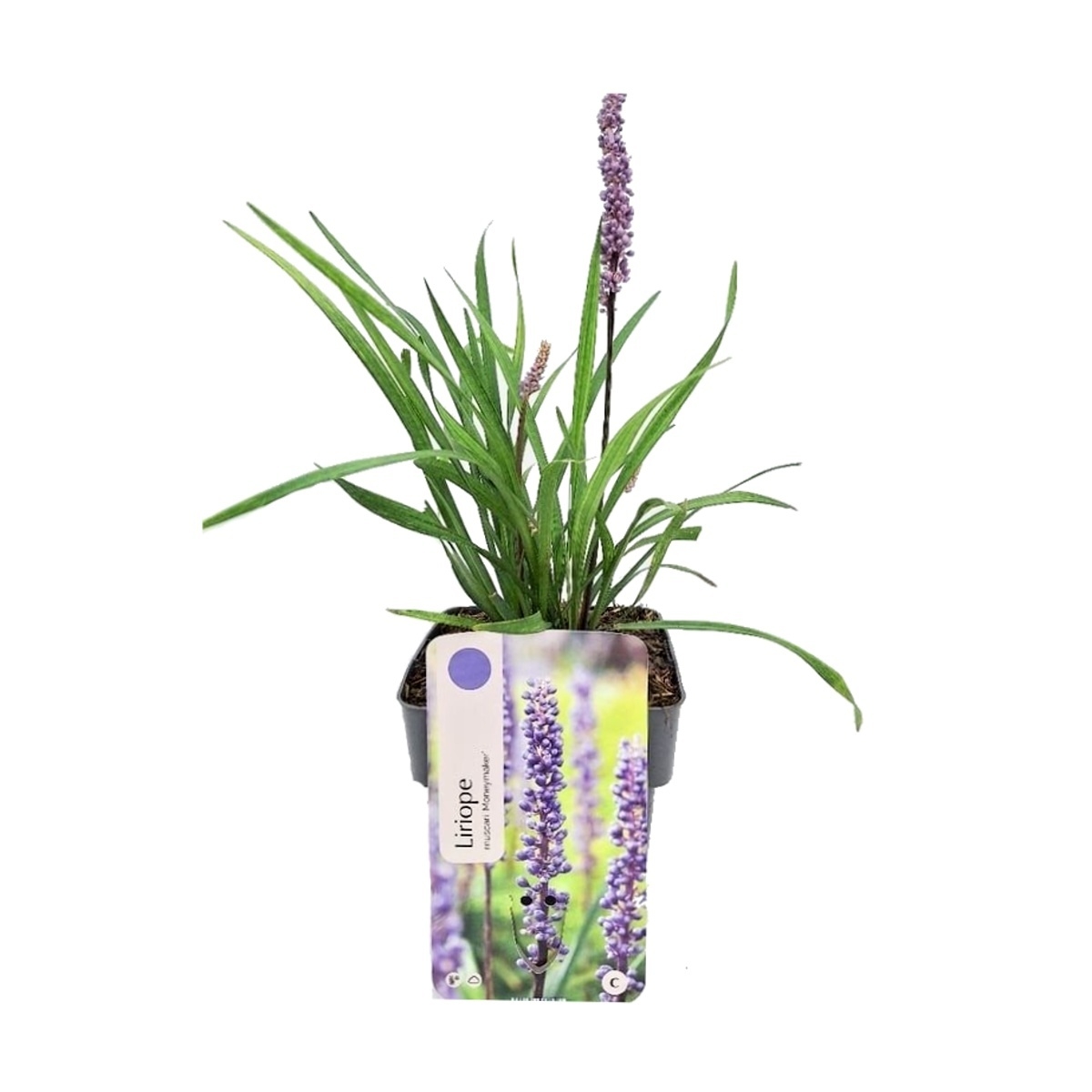 Traviny - Liriope Money Maker květináč 2 litry