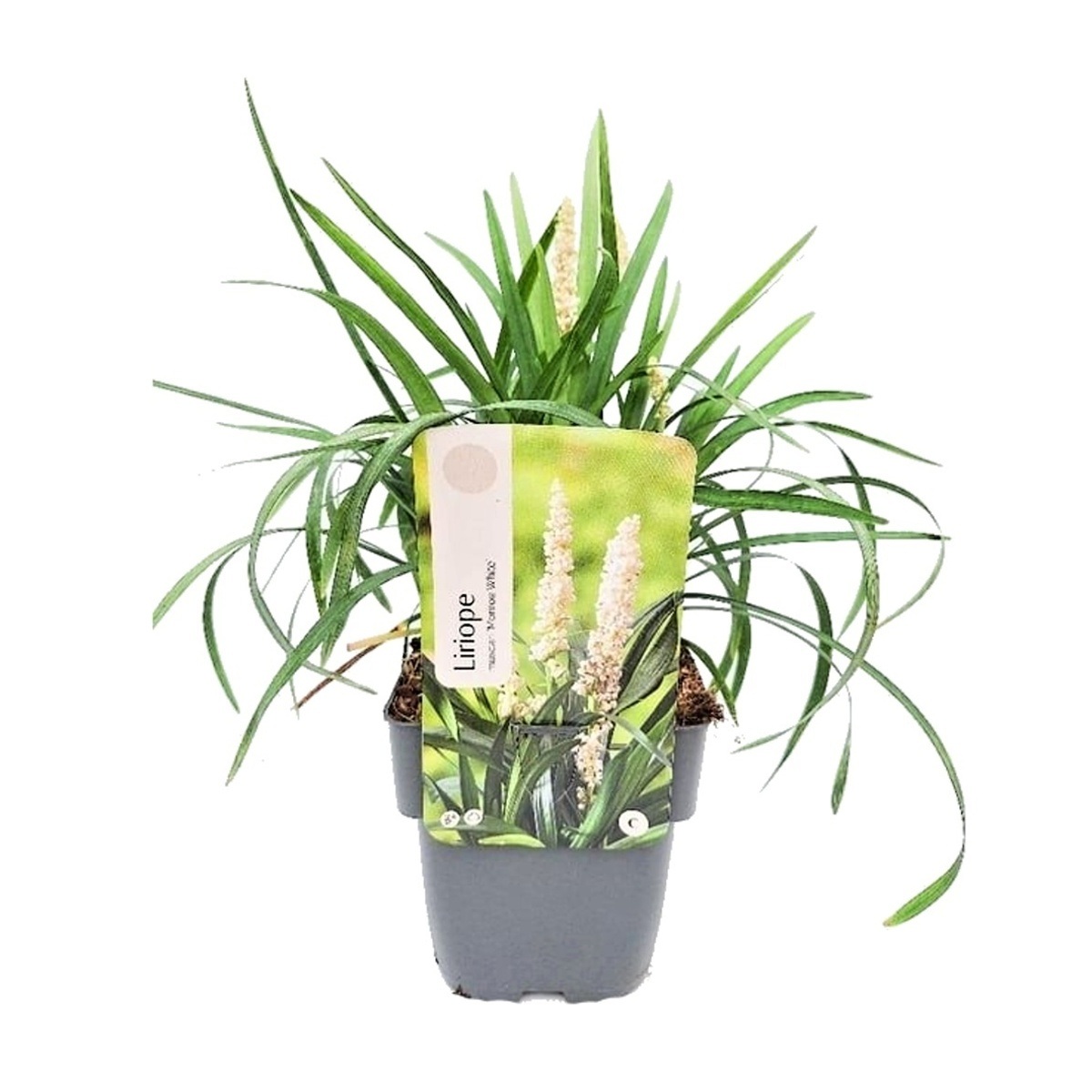 Traviny - Liriope 'Monroe White' květináč 2 litry