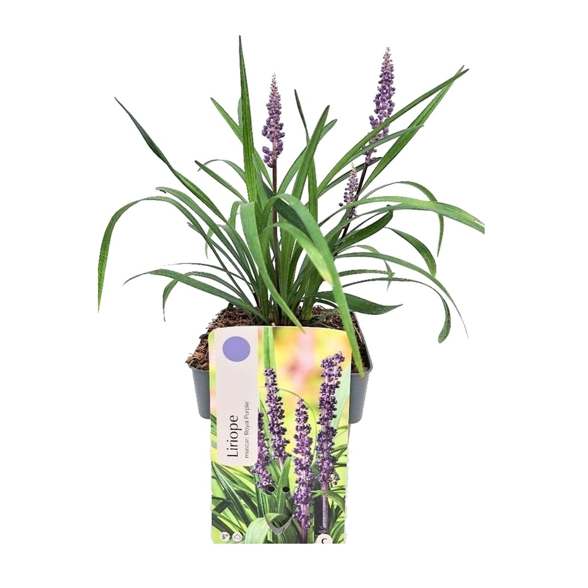 Traviny - Liriope Royal Purple květináč 2 litry