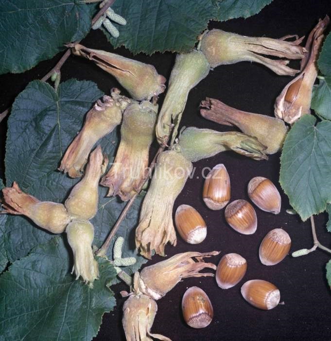 Rostliny - Líska 'Lombardská bílá' květináč 5 litrů, keř, SAMOSPRAŠNÁ