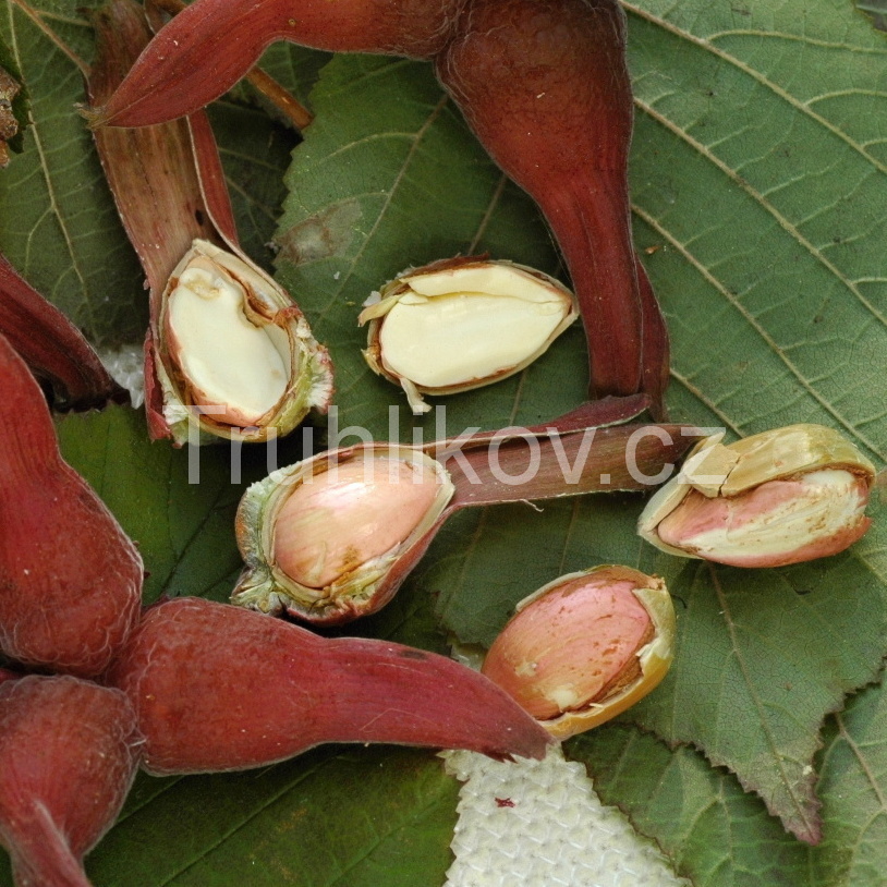 Rostliny - Líska 'Lombardská červená' prostokořenné, keř, SAMOSPRAŠNÁ