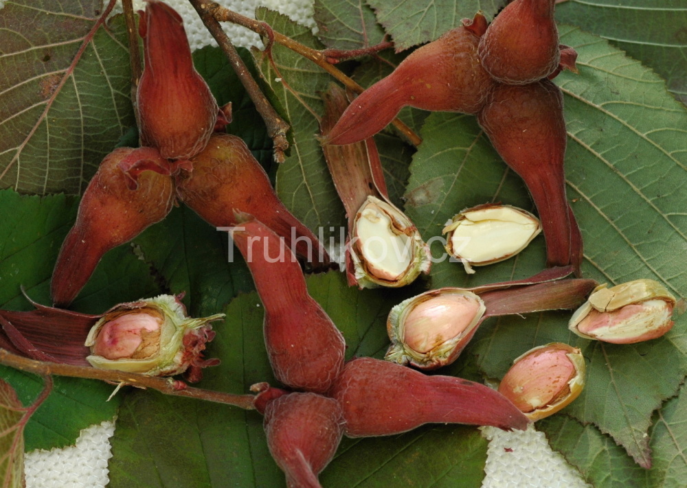 Líska 'Lombardská červená' prostokořenné, keř, SAMOSPRAŠNÁ-0