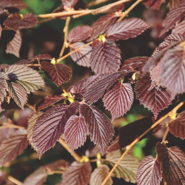 Rostliny - Líska největší Purpurea květináč 2,5 litru, keř, SAMOSPRAŠNÁ