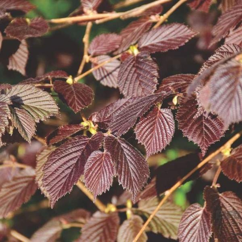 Rostliny - Líska největší Purpurea výška 125/150cm, květináč 12 litrů