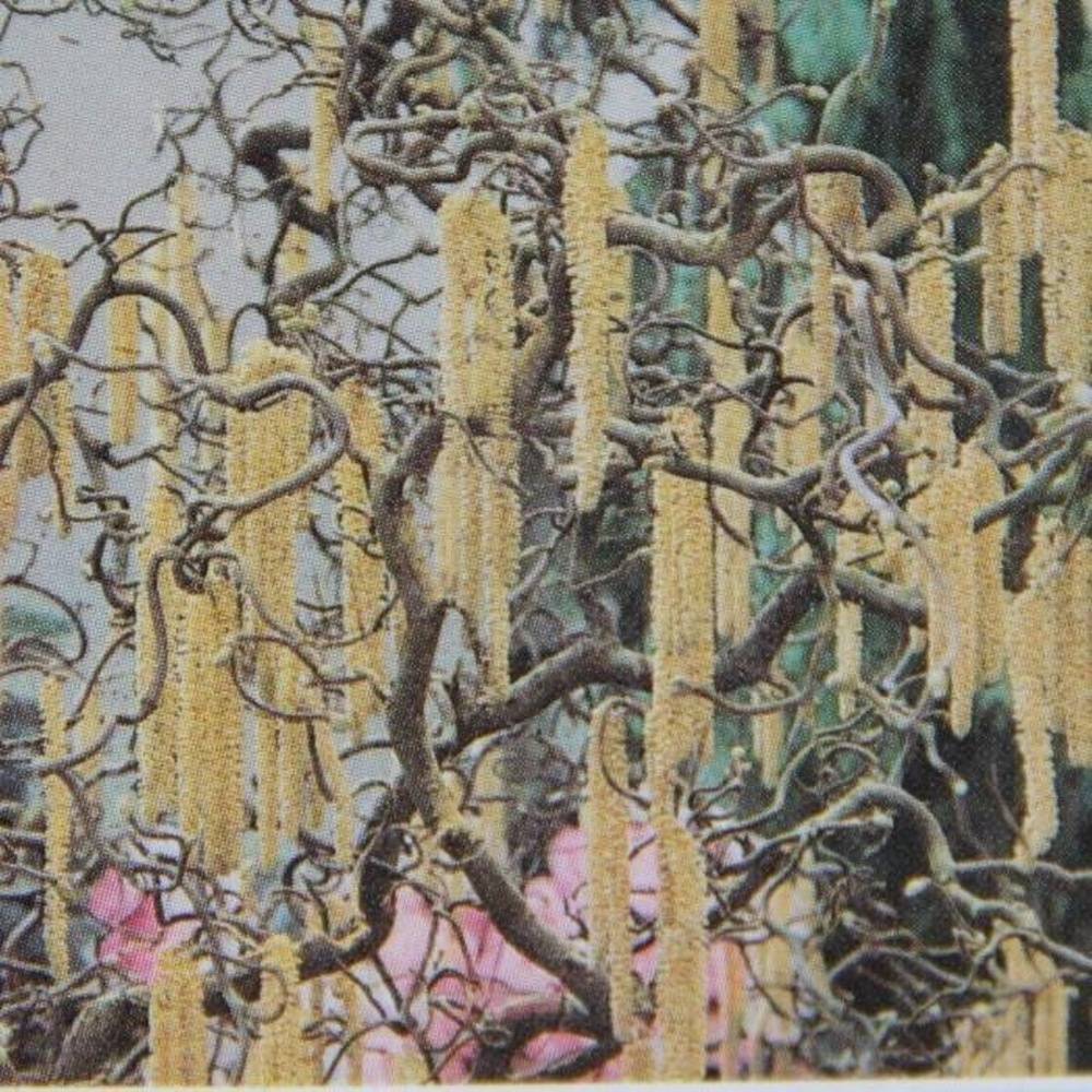 Keře okrasné listem - Líska obecná Contorta výška 100/125cm, květináč 15 litrů