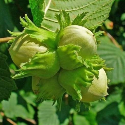 Rostliny - Líska obecná 'Hallská obrovská' 5 litrů