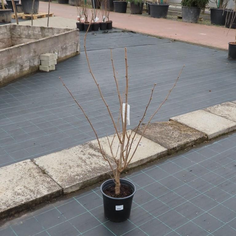 Rostliny - Líska obecná 'Halská' květináč 5 litrů, keř, CIZOSPRAŠNÁ