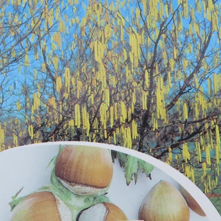 Líska obecná 'Halská' květináč 5 litrů, keř, CIZOSPRAŠNÁ-0