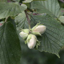 Rostliny - Líska obecná květináč 12 litrů, výška 100/125cm, keř