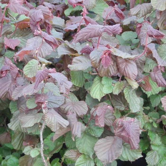 Keře okrasné listem - Líska obecná 'Red Majestic' květináč 40 litrů, výška 175/200cm, keř