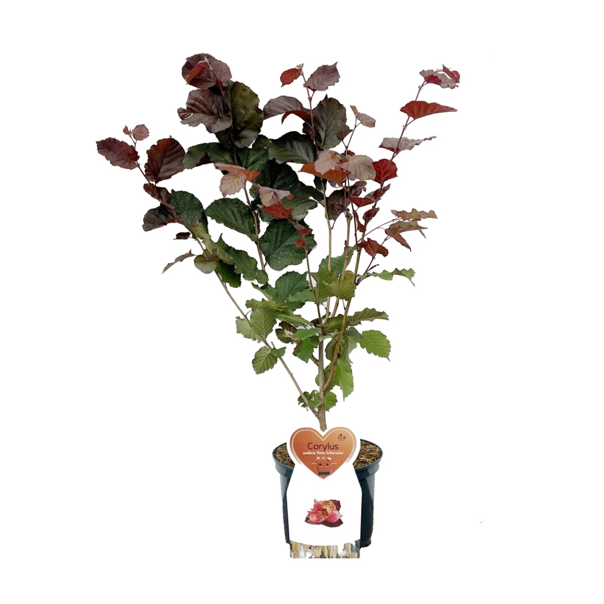 Rostliny - Líska obecná 'Roter Zellernuss' květináč 5 litrů, keř, částečně samosprašná