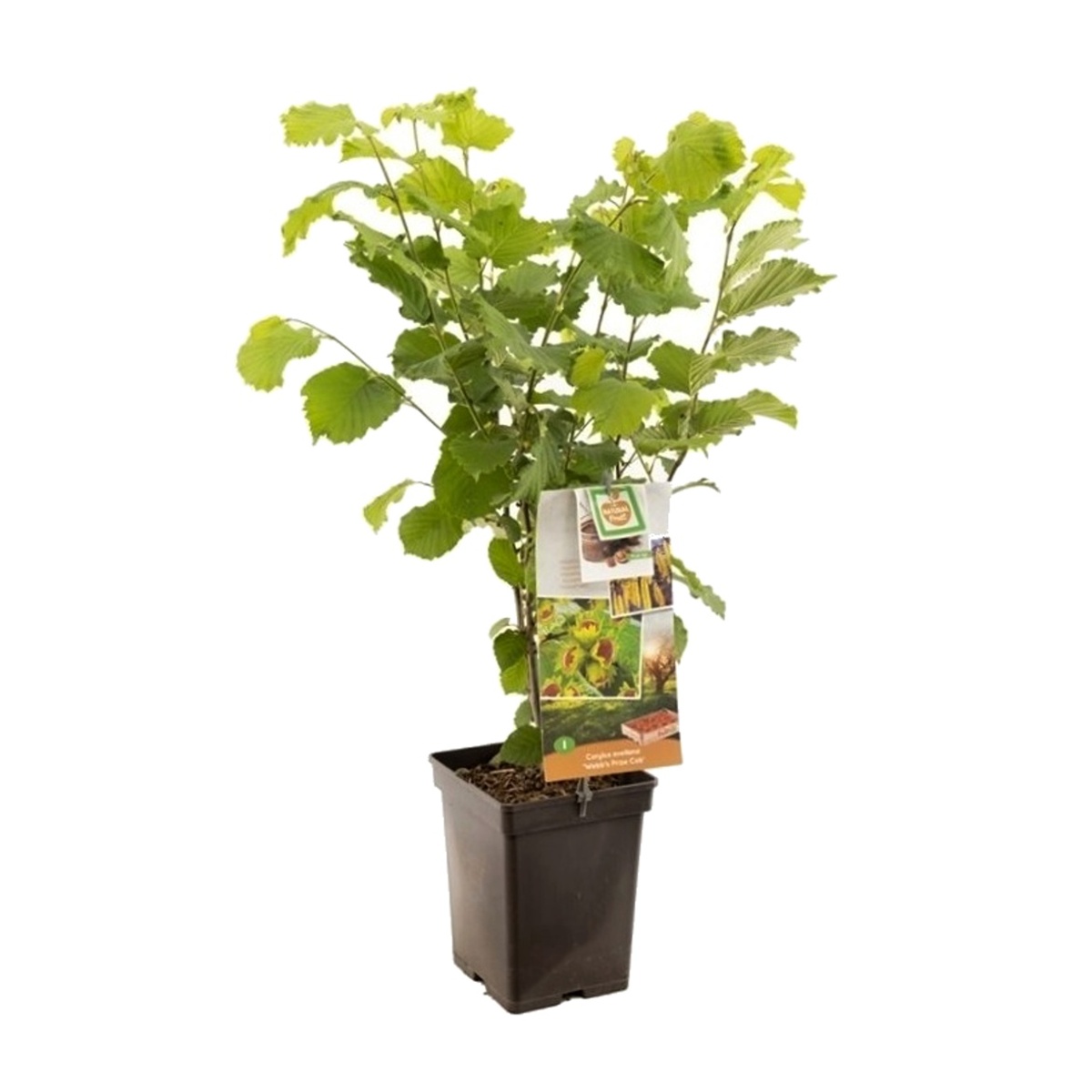 Lísky - Líska obecná Webbova květináč 5 litrů