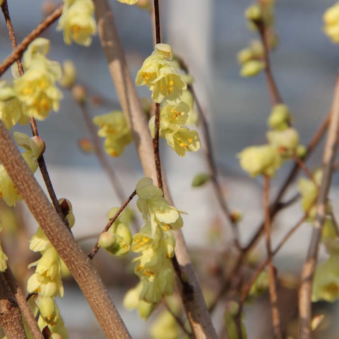 Rostliny - Lískovníček chudokvětý květináč 4 litry, výška 40/50cm, keř