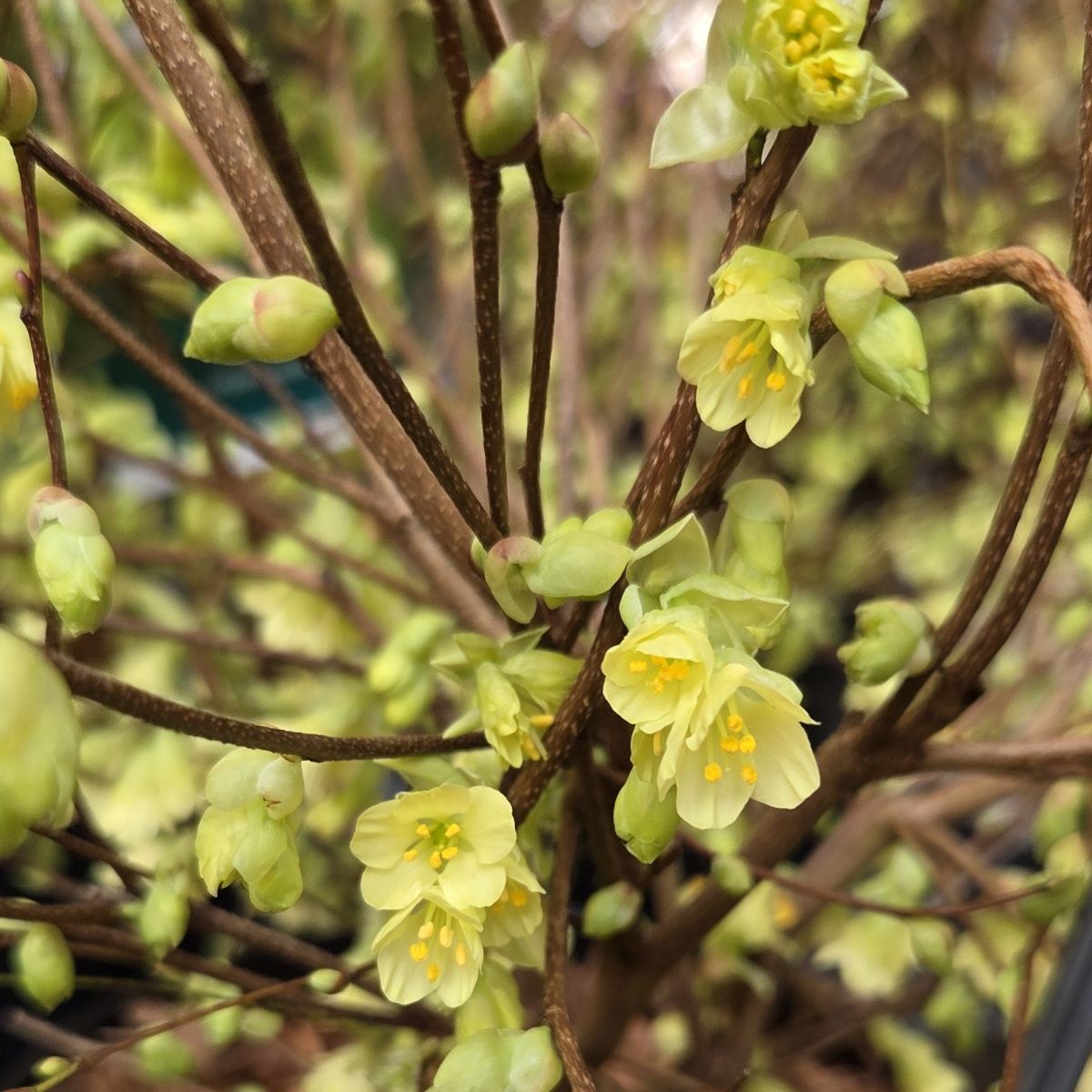 Keře okrasné květem - Lískovníček chudokvětý výška 40/60cm, květináč 4,5 litru