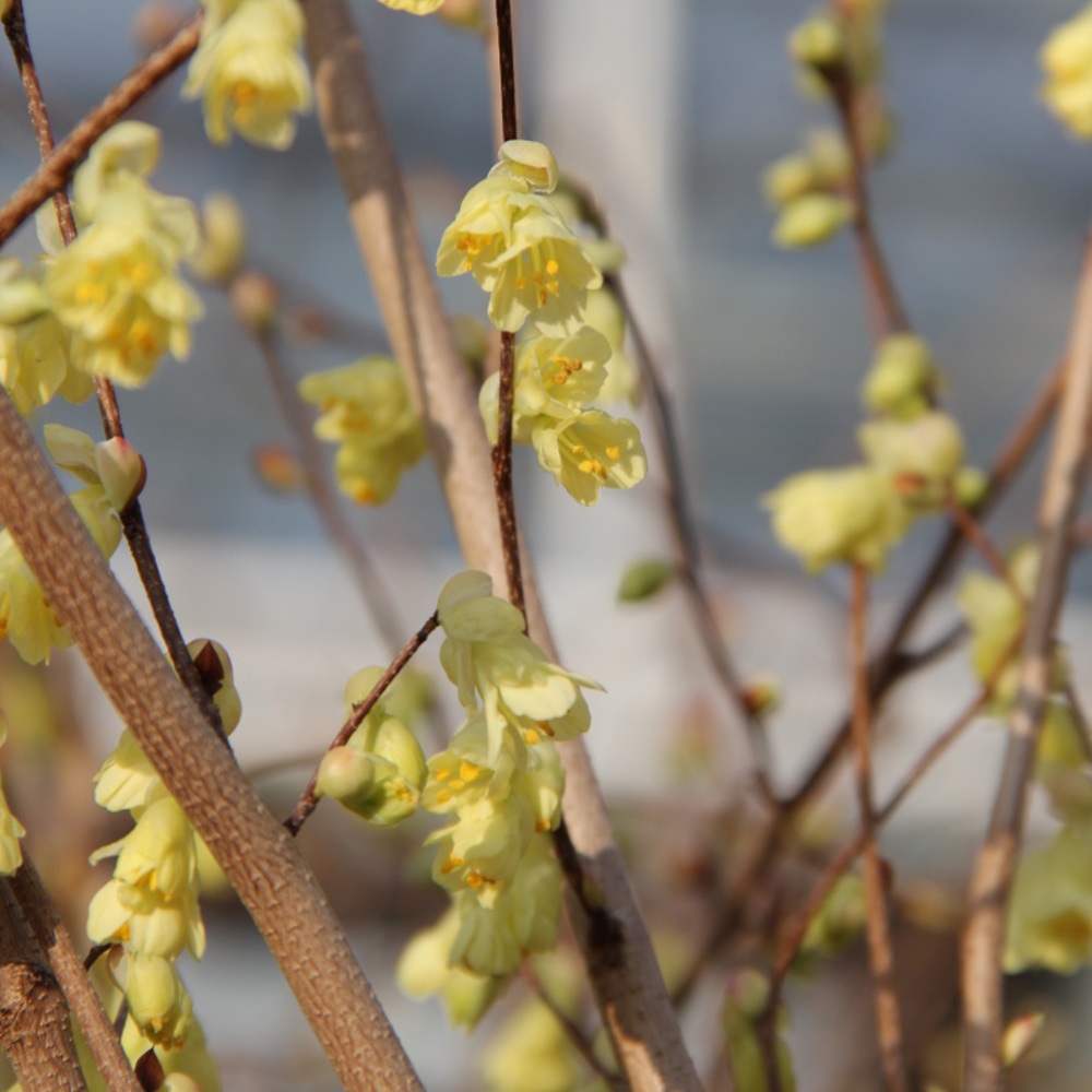 Lískovníček chudokvětý výška 40/60cm, květináč 4,5 litru-0