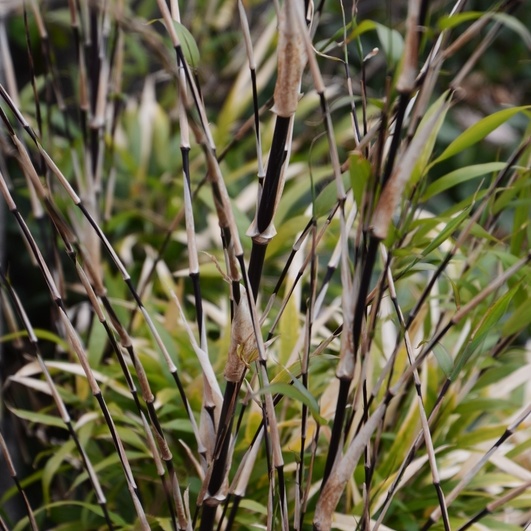 Stálezelené keře - Listoklasec černý květináč 10 litrů, výška 125/150cm