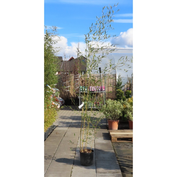 Listoklasec 'Spectabilis' květináč 10 litrů, výška 150/200cm-0